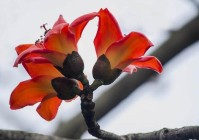 消灾吉祥神咒全文及回向（消灾吉祥神咒全文教读）